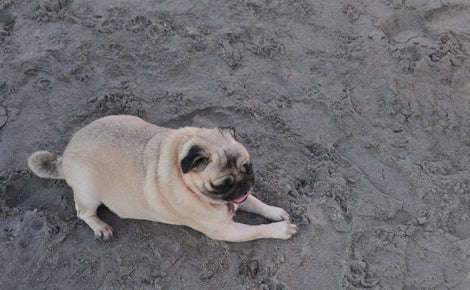 The 2014 Helen Woodward Dog-Surf-A-Thon